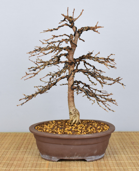 Bonsai Outdoor, Japanische Lärche (Larix kaempferi)